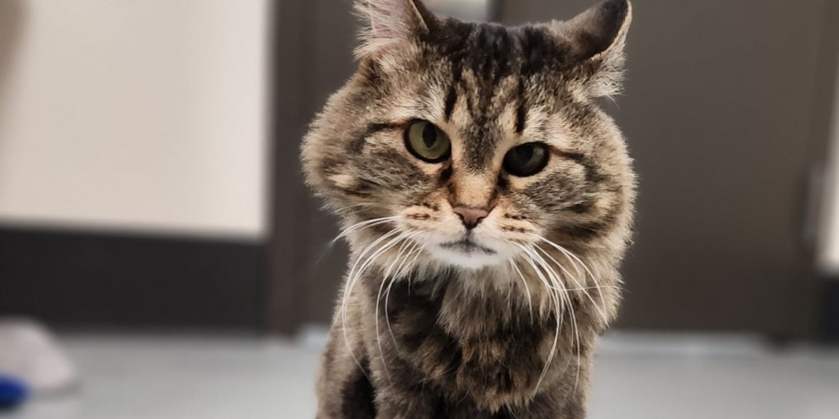 Las Vegas animal shelter waiving adoption fees Las Vegas animal shelter waiving adoption fees