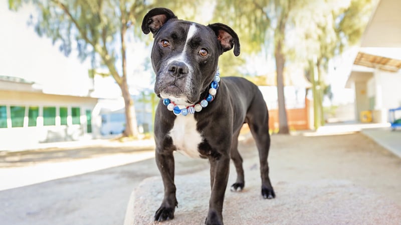 The Animal Foundation Las Vegas