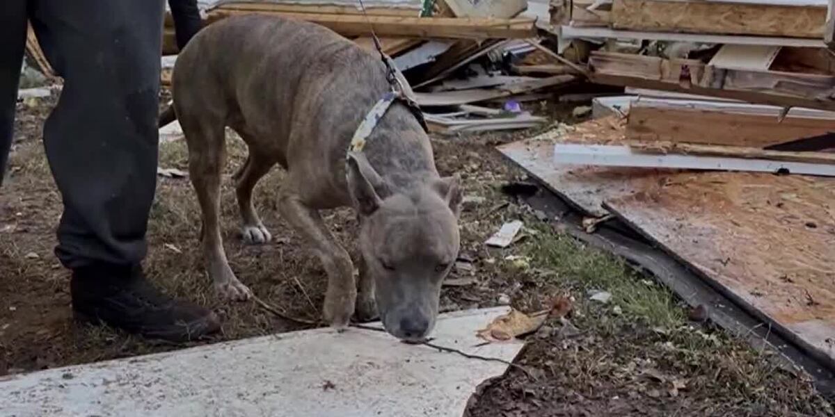 A Dog Exploding Dog found alive in rubble 6 days after house explosion