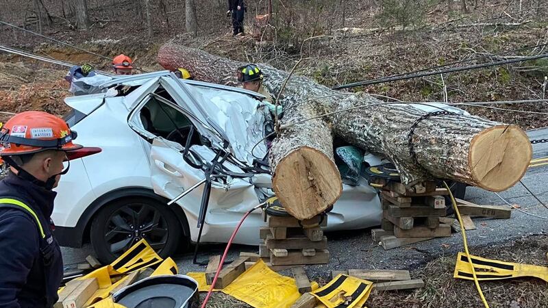 The driver was pinned under the weight of the tree, the windshield and the dashboard.