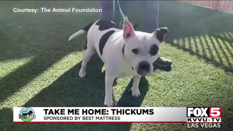 Thickums is up for adoption at the Animal Foundation.