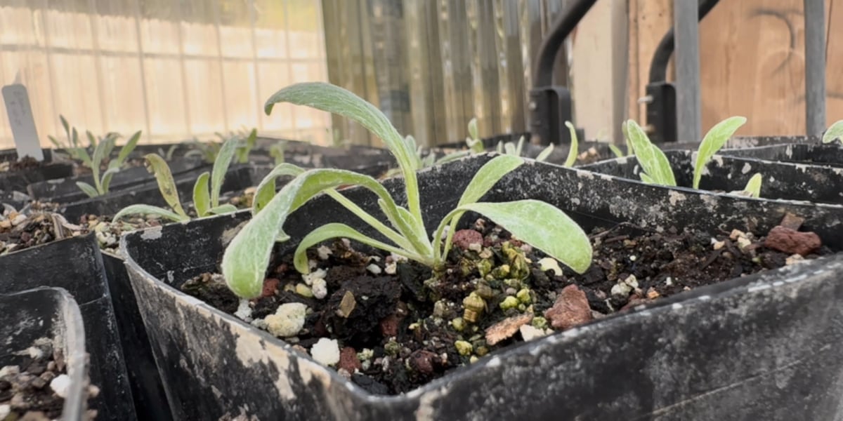 Nonprofit educating community on revitalizing Las Vegas Valley with native plants