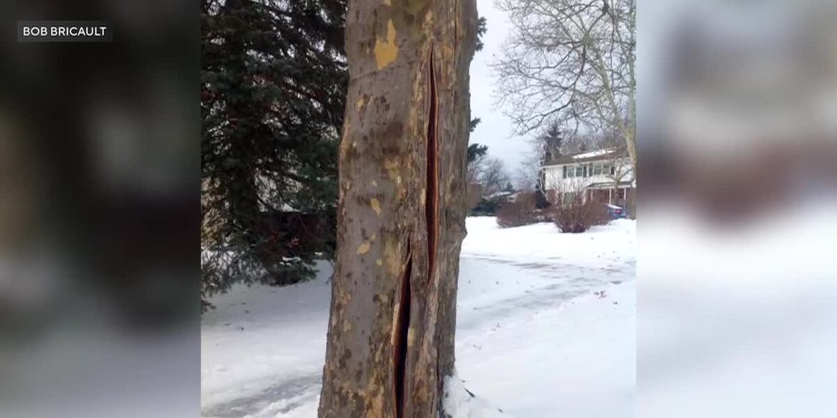 Exploding Trees: What's Behind the Cracking Sounds in Cold Weather ...