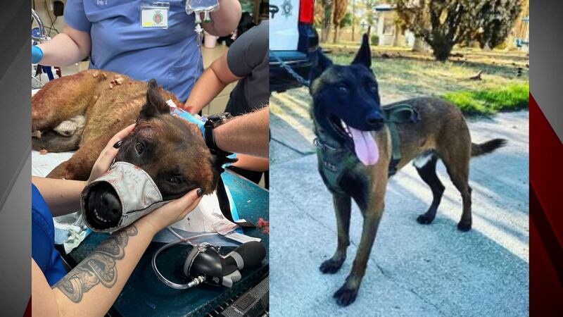 LVMPD K9 stabbed during fire, barricade investigation