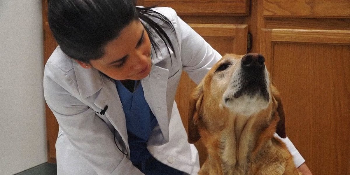 Roseman University’s plans for a veterinary college promise to help solve a Las Vegas Valley problem Roseman University’s plans for a veterinary college promise to help solve a Las Vegas Valley problem