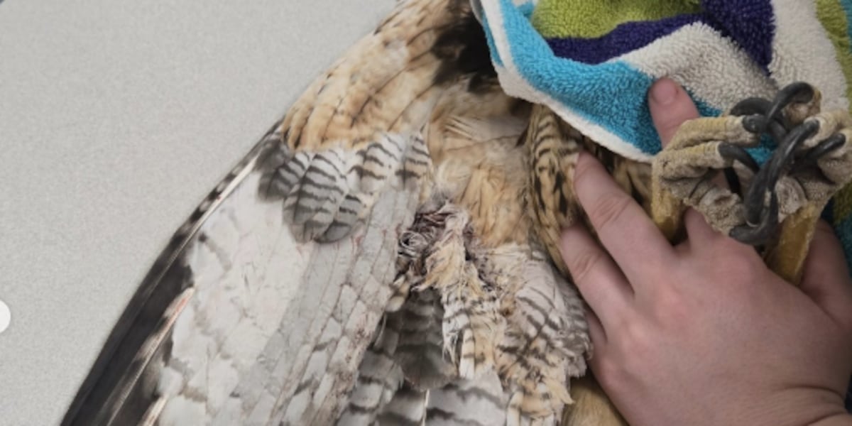 Hawk Pellets Science Henderson Animal Control looking for suspect who shot Red-Tailed Hawk ...