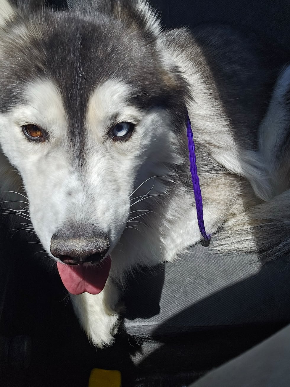 The Diaz family adopted this two-year-old husky just a week before the fire that killed her.