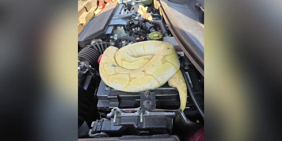 Python Smelling Things Man investigates strange smell coming from car and finds python under ...