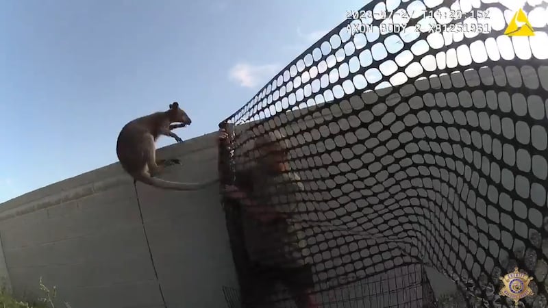 Wally then hops around the space, jumping as high as one of the officers standing near it.