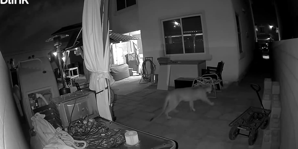 Mountain lion roams backyards steps from Boulder Highway in Las Vegas Valley Mountain lion roams backyards steps from Boulder Highway in Las Vegas Valley