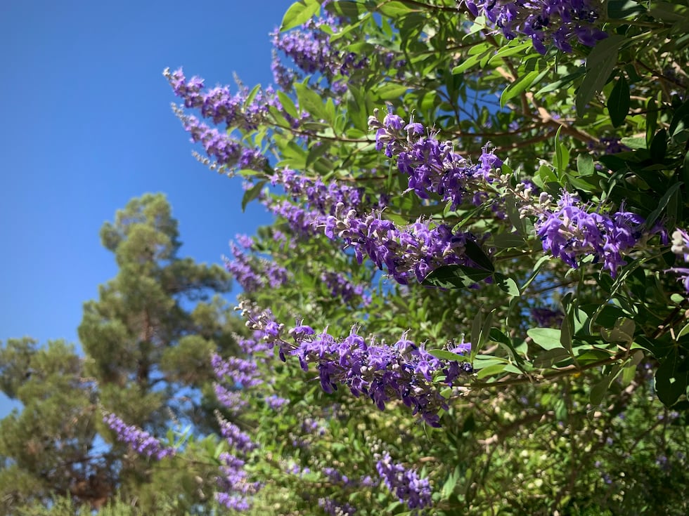 Explore holiday events, exhibits, and free child admission deals at Springs Preserve in Las...