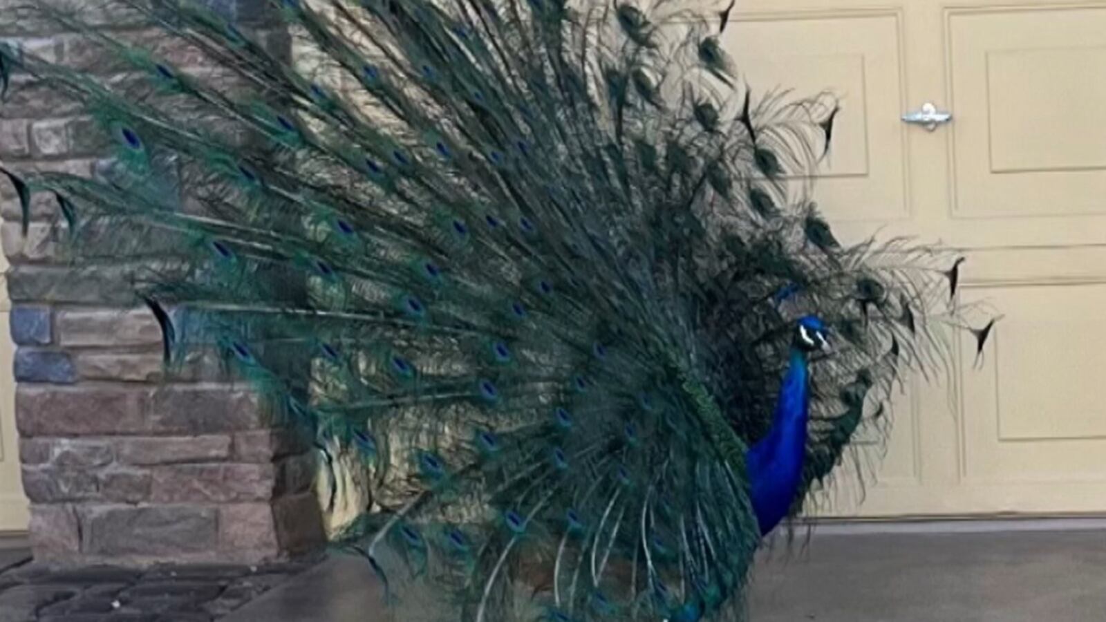 5K reward offered in death of peacock shot and killed with arrows in