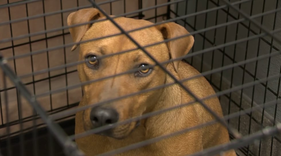 The Animal Foundation says overcrowding has become critical after taking in nearly 1,000...
