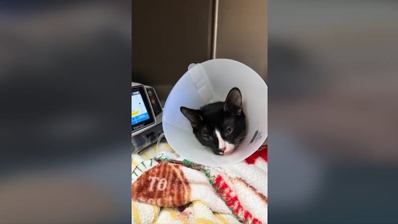 A Las Vegas animal hospital recently treated a cat, who was brought in with a thick iron piece...