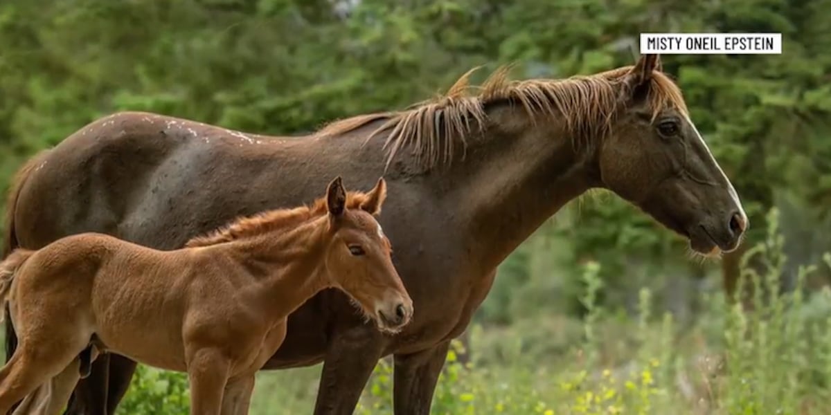 ‘It’s just dangerous’: Herd of horses in Kyle Canyon to be removed ‘It’s just dangerous’: Herd of horses in Kyle Canyon to be removed