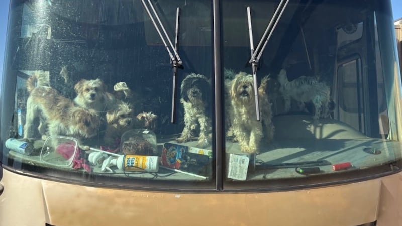 More than 100 dogs rescued from overcrowded conditions in Mesquite