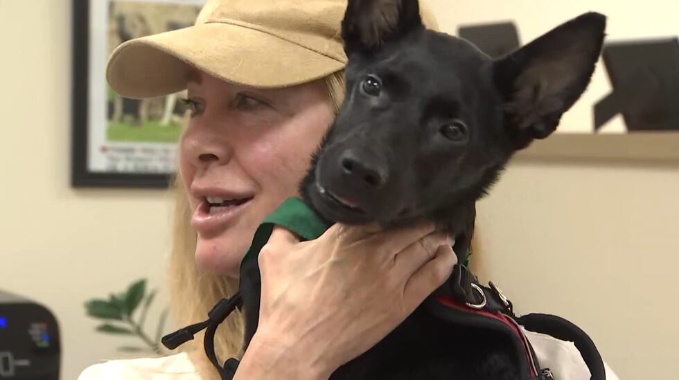 A dog found in a dumpster is heading to foster care after being found injured in Henderson.