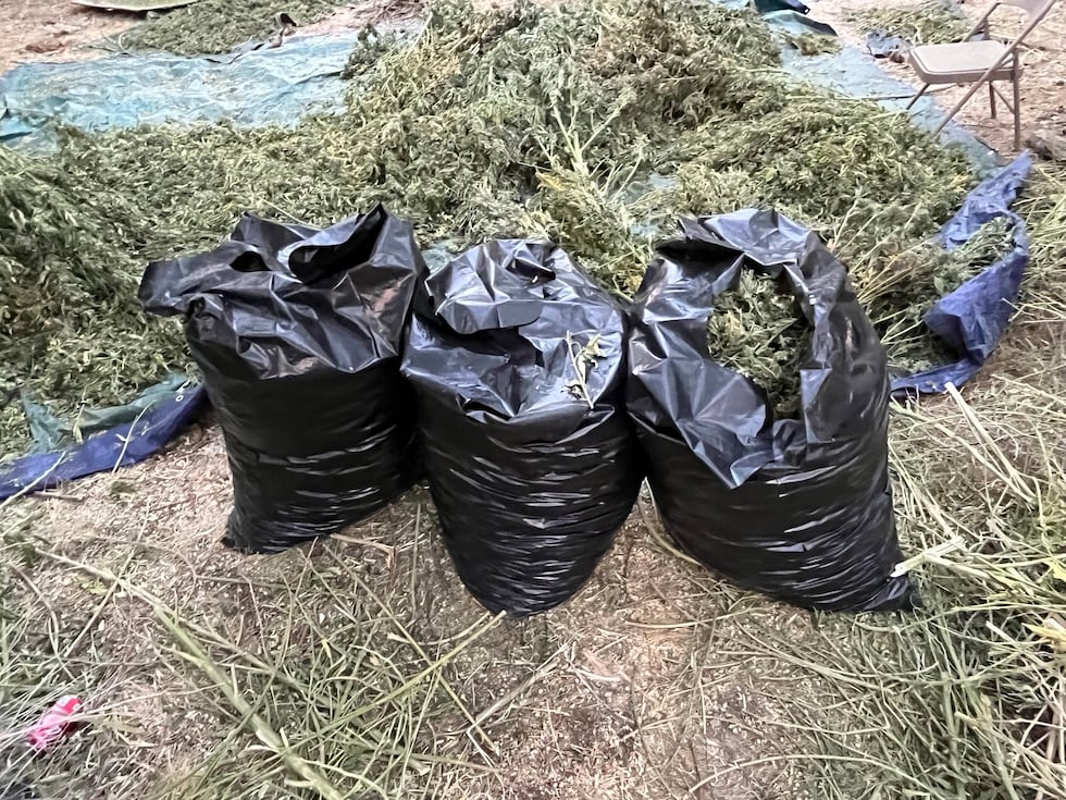 Nye County deputies say they located an illegal marijuana growing operation.
