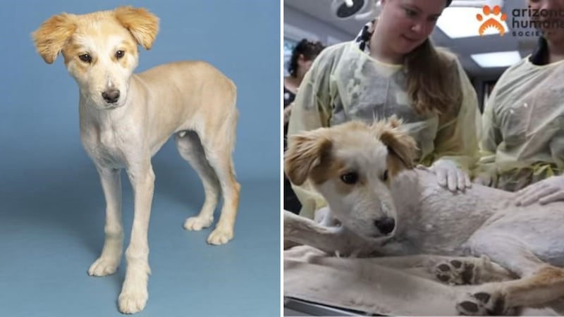 The team at AHS needed to shave his long fur in order to remove all the cactus burrs and spines.