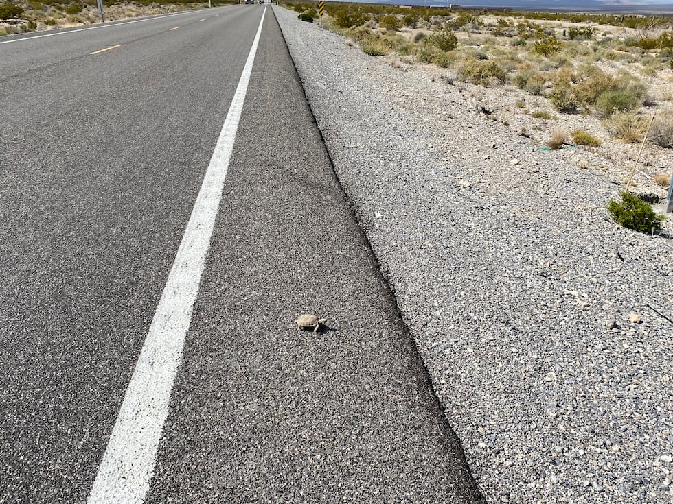 Nevada desert tortoises are getting some help crossing busy roads