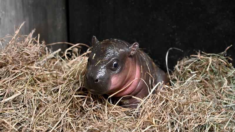 The baby pygmy hippo has not yet been named.
