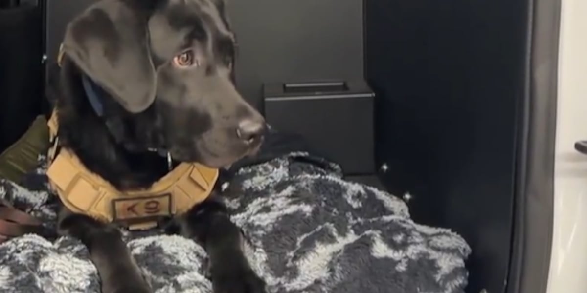 How Clark County Fire K9 teams help in the aftermath of fires How Clark County Fire K9 teams help in the aftermath of fires