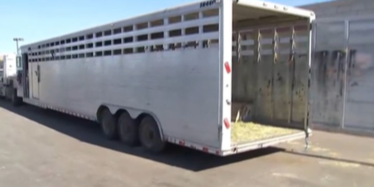 Las Vegas show aiming to help horses, animal impacted by California wildfires Las Vegas show aiming to help horses, animal impacted by California wildfires