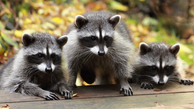 As Amanda Howery slept in her bed, multiple raccoons fell through her ceiling and attacked...