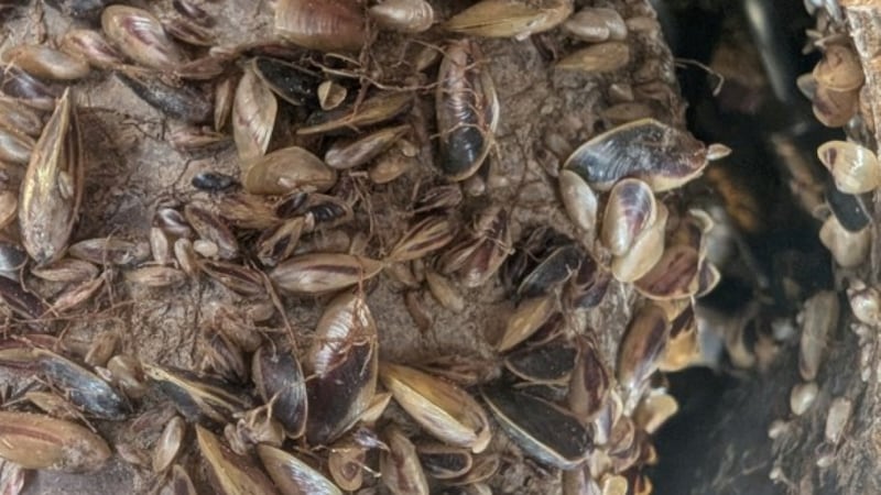 A file image of Golden Mussels