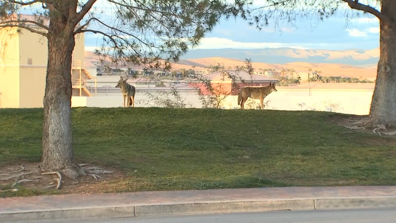 Coyotes are biting people in Henderson, officials say