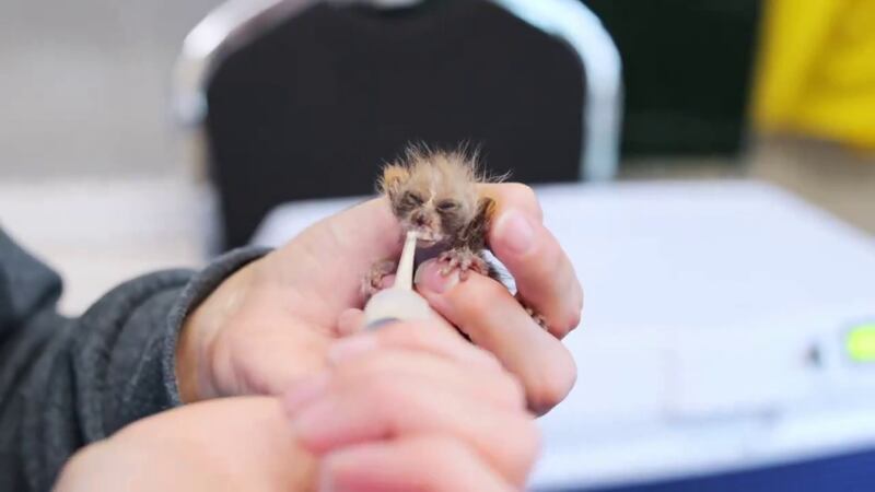 A newborn pygmy slow loris was recently born at the Memphis Zoo.