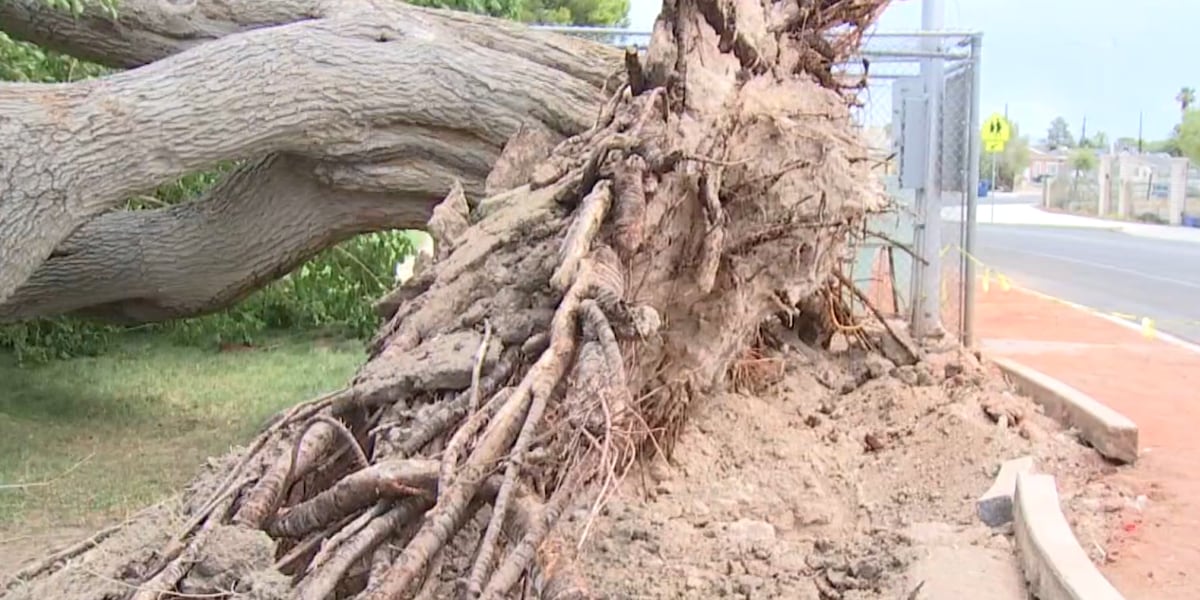 Dust storm uprooted many large trees keeping Las Vegas tree service companies busy Dust storm uprooted many large trees keeping Las Vegas tree service companies busy