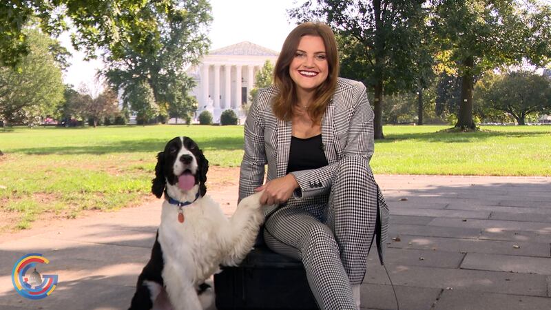 A quibble over kibble is proving to be a supreme problem at the highest A quibble over kibble is proving to be a supreme problem at the highest