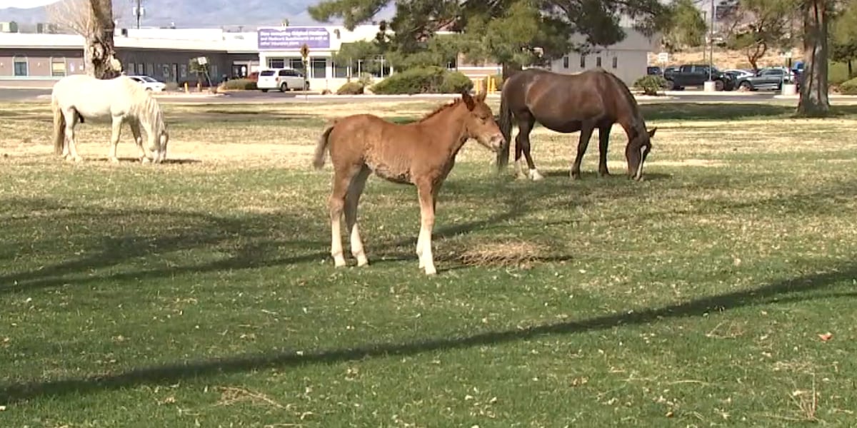 U.S. Forest Service: Remaining horses can stay in Mt. Charleston