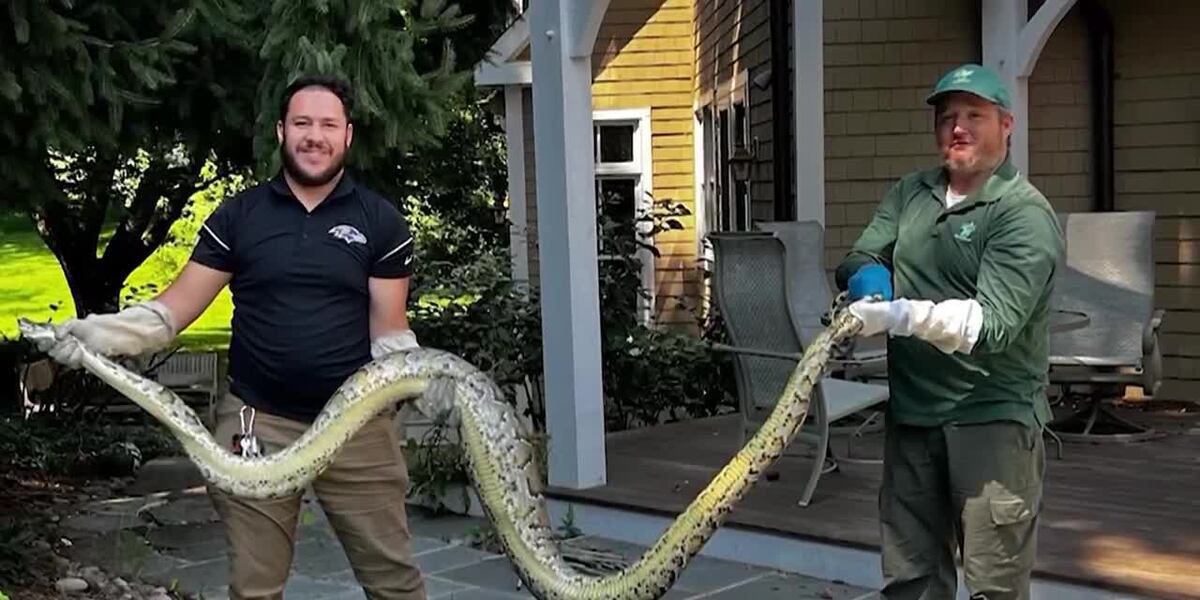 9ft Python ‘It was pure shock’: 10-foot python found in man’s backyard
