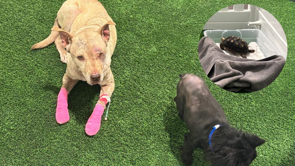 Three animals have reunited and are now recovering at an animal hospital in Henderson after...