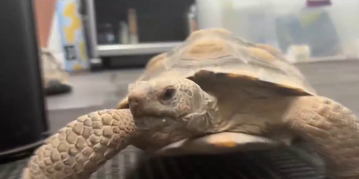 Why it’s best to leave desert tortoises to themselves in Southern Nevada Why it’s best to leave desert tortoises to themselves in Southern Nevada