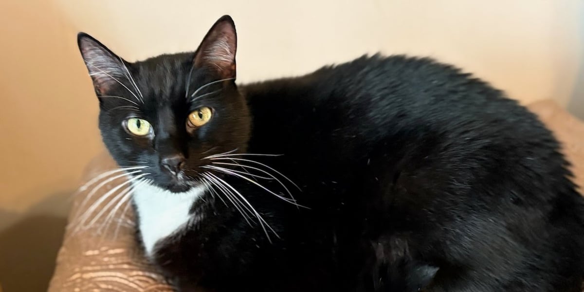 Meow-zempic? Pharmaceutical company testing GLP-1s for cats Meow-zempic? Pharmaceutical company testing GLP-1s for cats