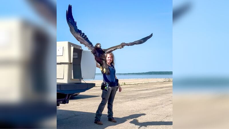 The bird was released back into the wild Tuesday.