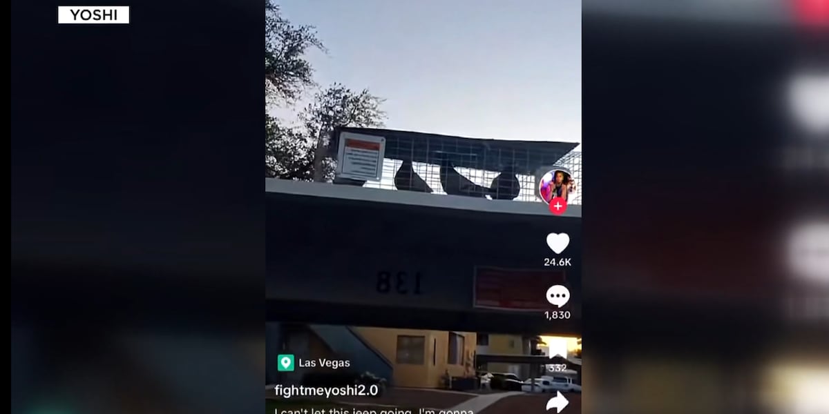 A mandate for “humane” pigeon trappings could be coming to Clark County A mandate for “humane” pigeon trappings could be coming to Clark County