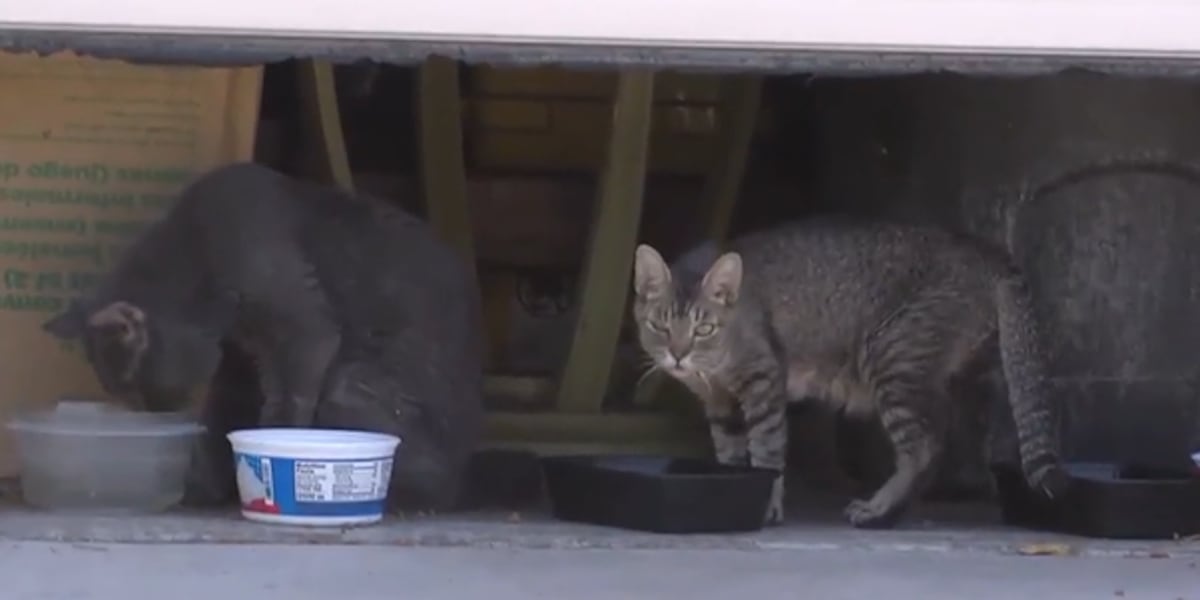 About 100 cats left behind in North Las Vegas home, neighbors say About 100 cats left behind in North Las Vegas home, neighbors say