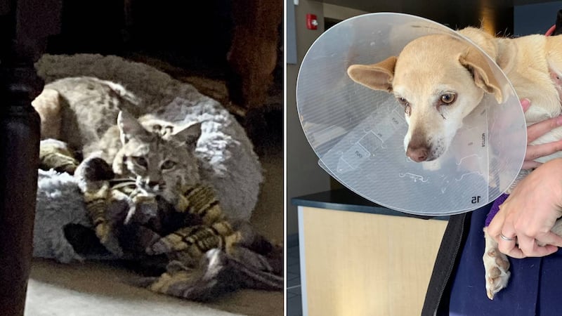 A dog named Squeakers was seriously hurt when a bobcat got into the house through a dog door.