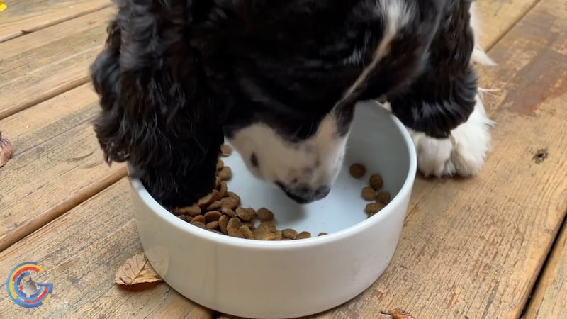 Dog food on the docket at the Supreme Court