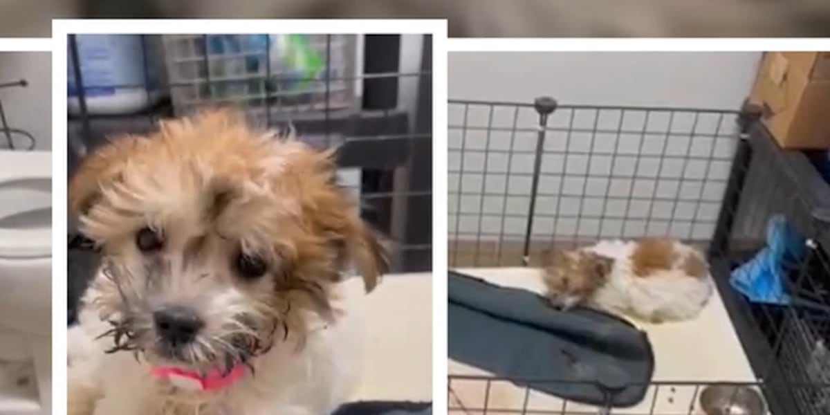 Nevada bill to ban pet store puppy sales changes with focus on studying the issue’s impact Nevada bill to ban pet store puppy sales changes with focus on studying the issue’s impact