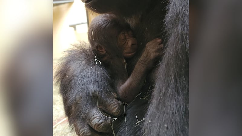 Officials say a female western lowland gorilla born at Zoo Atlanta was found dead Monday morning.
