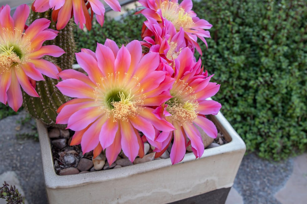 Explore holiday events, exhibits, and free child admission deals at Springs Preserve in Las...