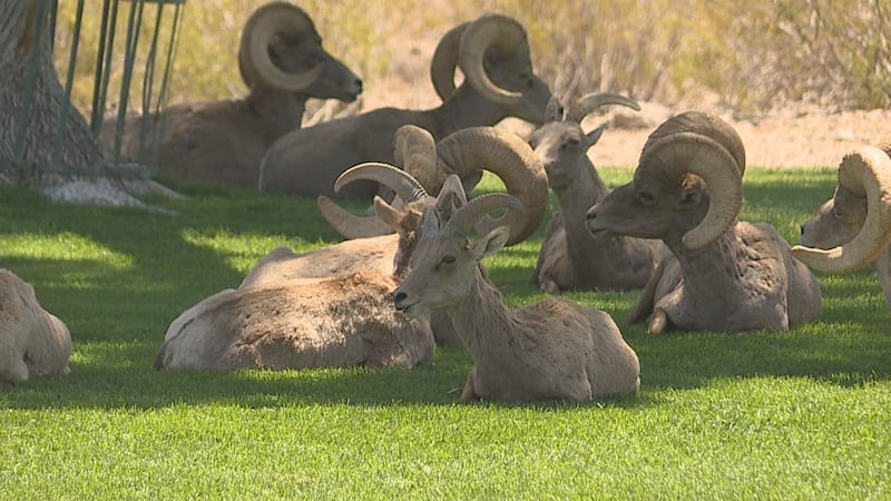 Bighorn sheep at Hemenway Park in Boulder City