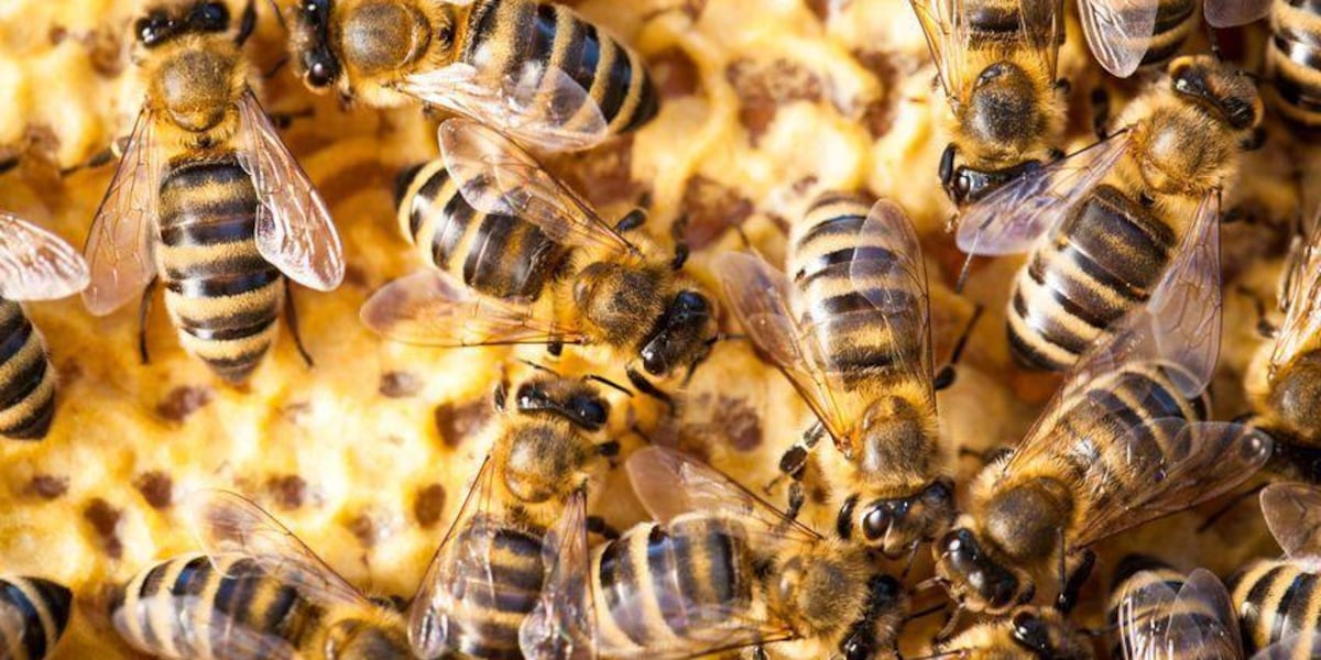 Explainer: What are killer bees? Why are they in Southern Nevada?