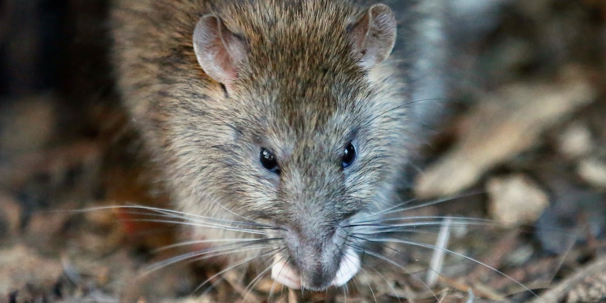 Pest control: Rat population in Henderson ‘exploded exponentially’ post ...