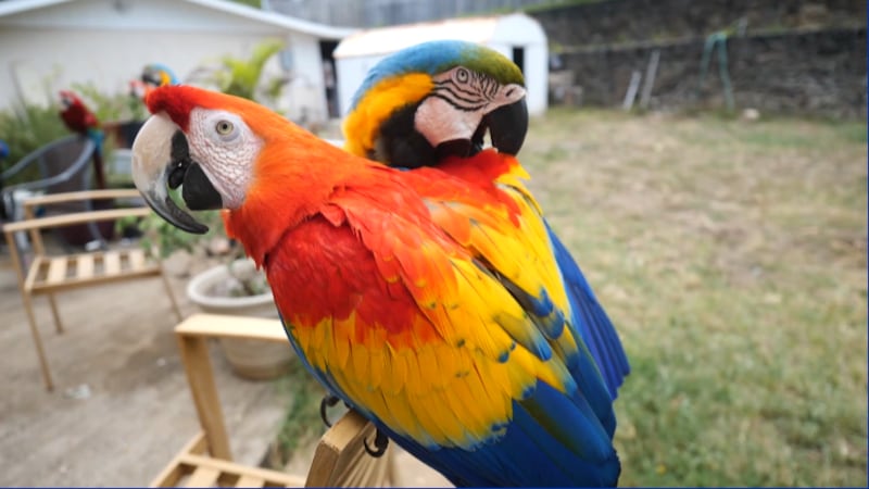 Parrots saved from Lahaina Maui